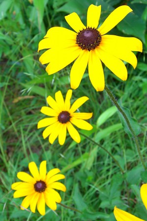 A Black-Eyed Susan is a plant native to the Chesapeake Bay region. Photo credit: Jason Hollinger