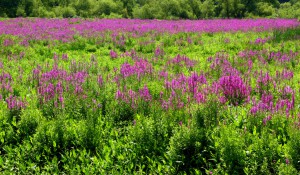 Purple Loosestrife is one of many invasive species in the Bay region.  Photo credit: Liz West