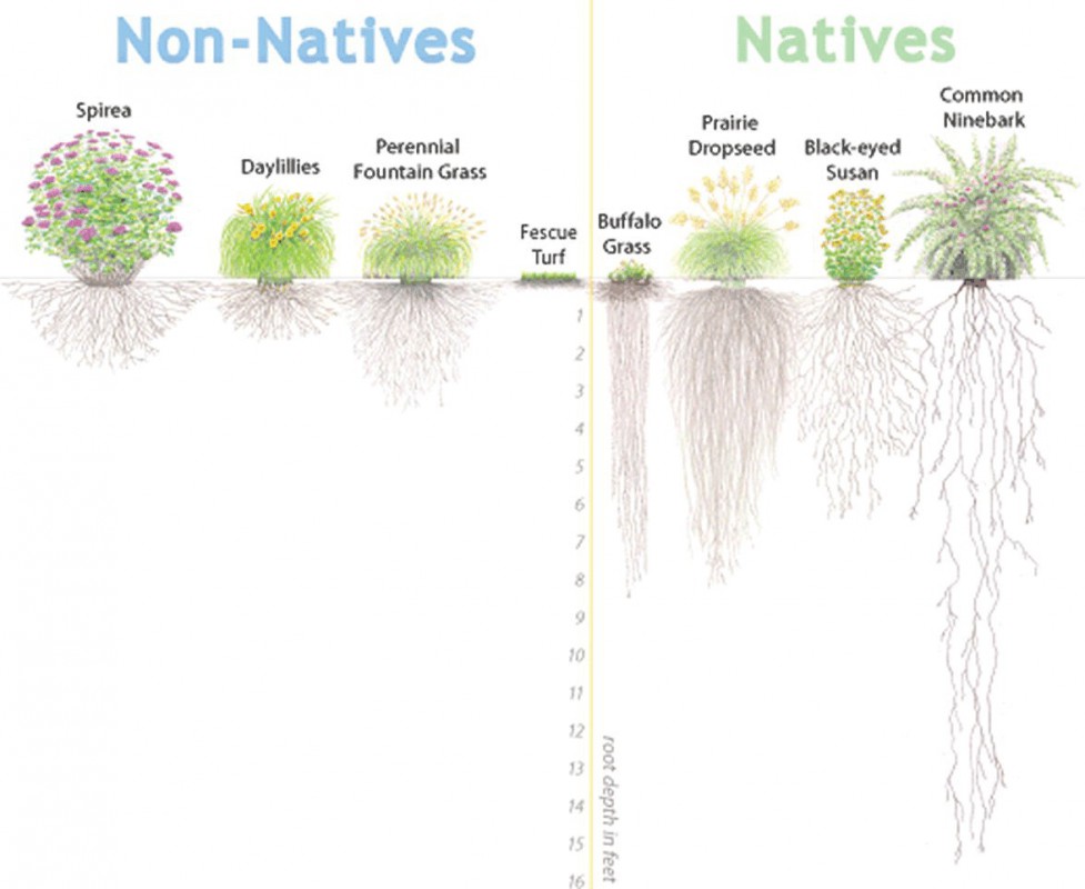 Native plants typically have deeper roots relative to exotic plants, which allow for better water absorption.