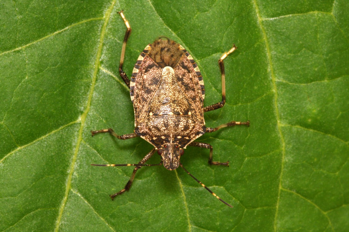 Stink bugs can invade your home and garden, but consider alternatives to environmentally-harmful pesticides!