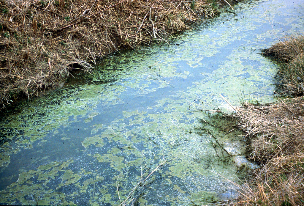 Algae in stream
