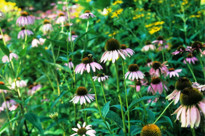 native purple cone flowers in conservation landscape