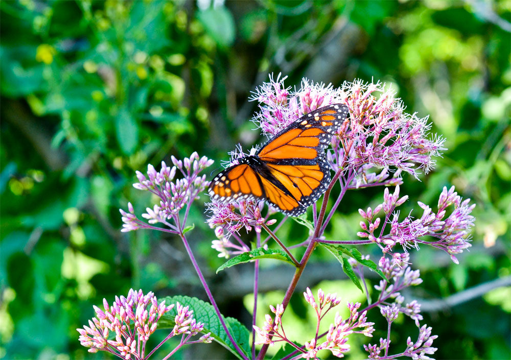 Monarch butterfly on Joe-Pye weed