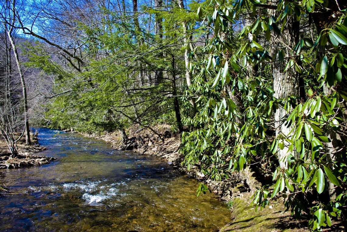 Buffered stream, Savage River, Maryland