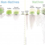 comparison of native plant and non native root depths