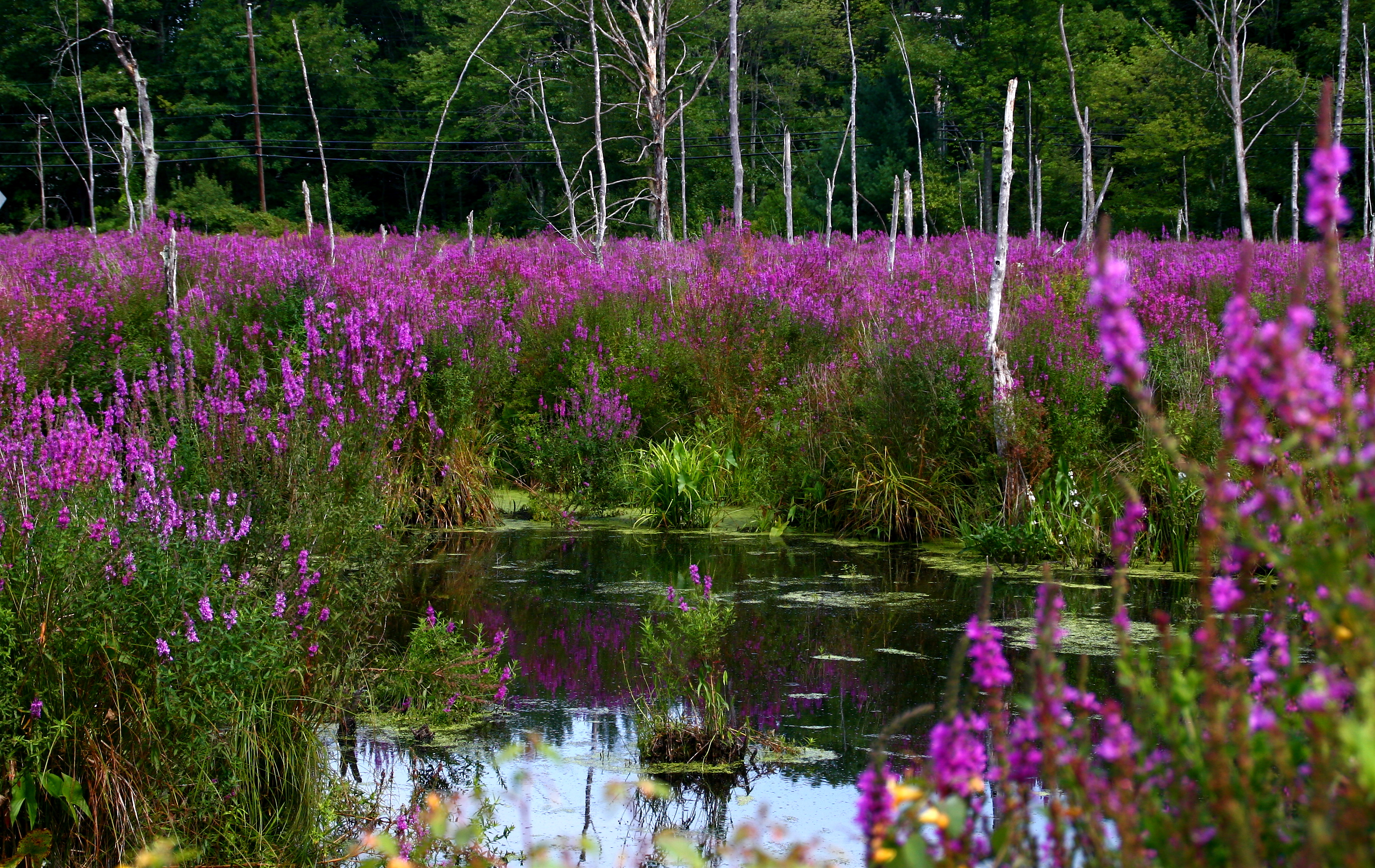 Purple Loosestrife, is an aggressive nonnative species that, while attractive, has wide spreading negative impacts on native plants and wildlife. 