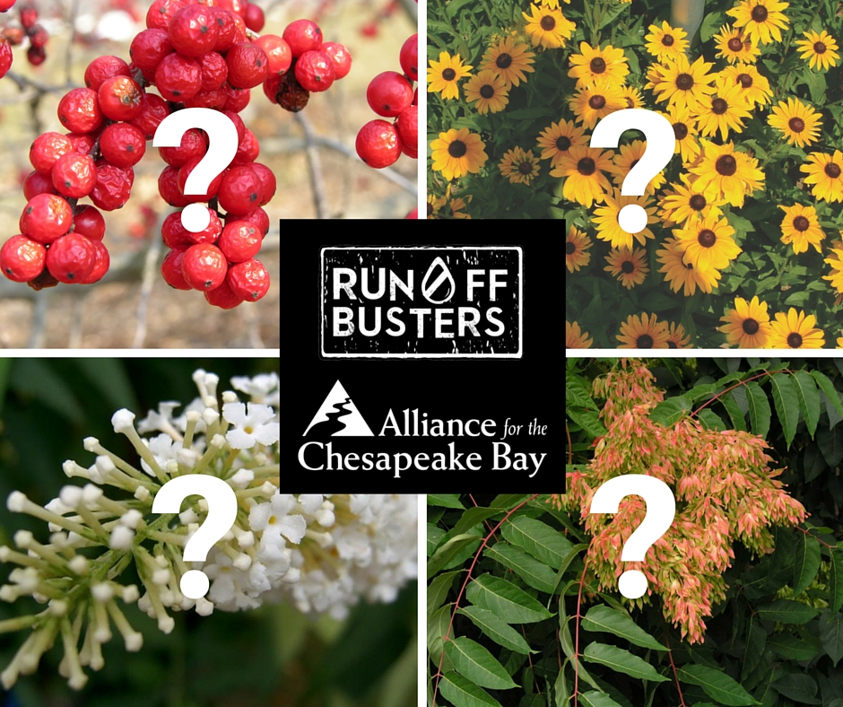 Test Your Chesapeake Bay Native Plant Smarts Reduce Your Stormwater
